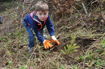 Elevi și voluntari suceveni au plantat 2.000 de puieți în pădurea de la Stulpicani