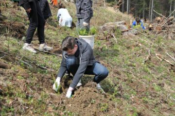 Elevi și voluntari suceveni au plantat 2.000 de puieți în pădurea de la Stulpicani