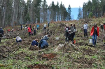 Tinerii au plantat puieți de brad și molid