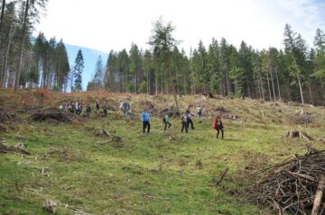 Elevi și voluntari suceveni au plantat 2.000 de puieți în pădurea de la Stulpicani