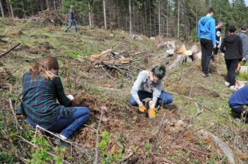 Elevi și voluntari suceveni au plantat 2.000 de puieți în pădurea de la Stulpicani