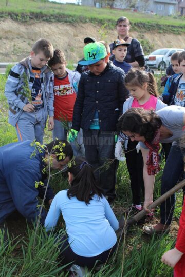 Elevi ai Școlii „Jean Bart” au plantat puieți de molid în cartierul Tinereții