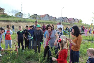 Elevii au plantat peste 300 de puieți de molid