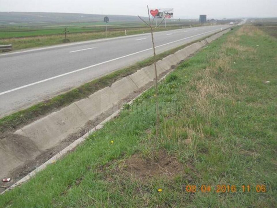 Peste o mie de arbori, plantați la marginea drumurilor naționale din județ