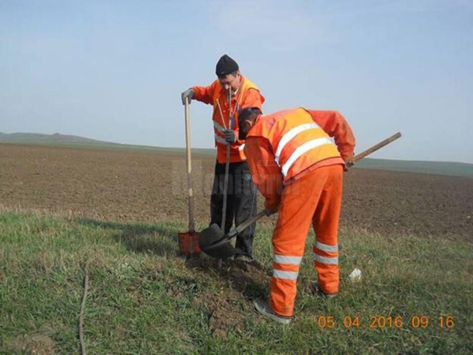 Lucrătorii de la Secția de Drumuri Naționale Suceava au plantat, la marginea unor drumuri naționale care străbat județul, peste o mie de arbori Lucrătorii de la Secția de Drumuri Naționale Suceava au plantat, la marginea unor drumuri naționale care străbat județul, peste o mie de arbori