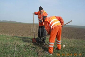 Lucrătorii de la Secția de Drumuri Naționale Suceava au plantat, la marginea unor drumuri naționale care străbat județul, peste o mie de arbori