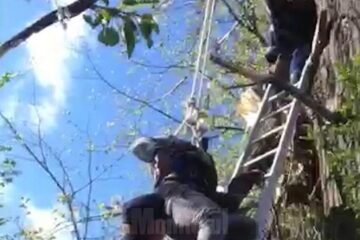 Pompierii l-au asigurat pe tânăr și l-au coborât în siguranță din copac
