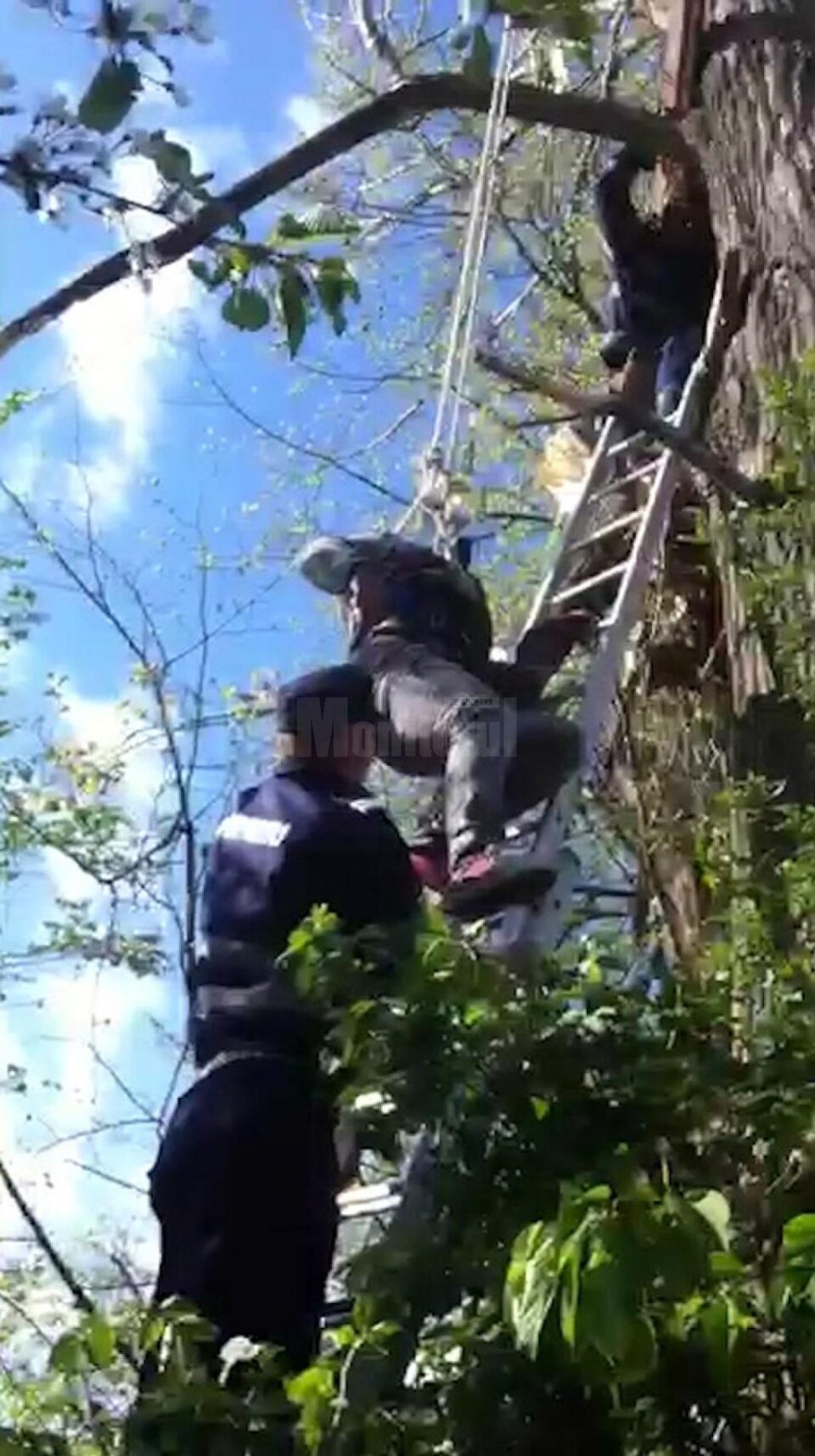 Pompierii l-au asigurat pe tânăr și l-au coborât în siguranță din copac