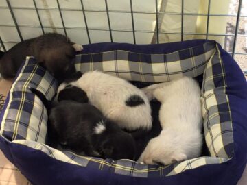 Prima ediție a Târgului de adopții de animăluțe, încununată de succes