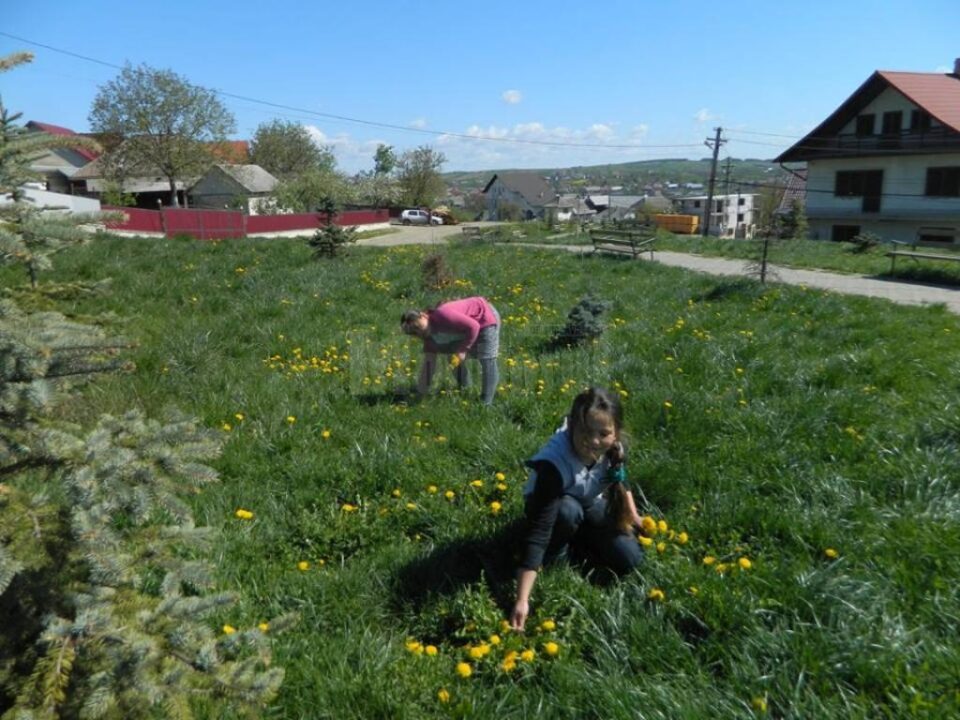 Activități de educație ecologică și de protecția mediului, la Cajvana
