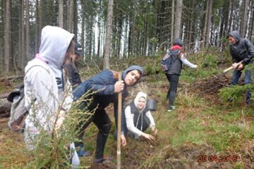 Puieții au fost plantați de elevi voluntari și profesori