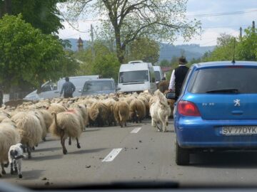 Revoltă cu oi și vaci aduse în fața primăriei