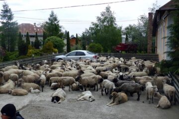 Oile și câinii au fost aduși în fața primăriei