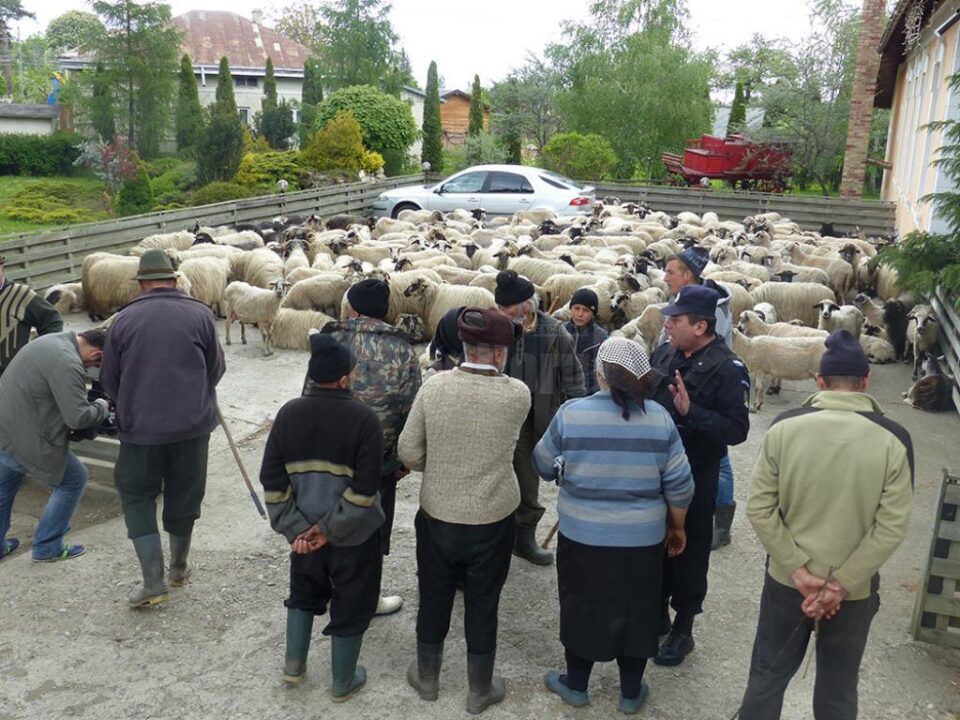 Marți, crescătorii au venit în fața primăriei cu peste 200 de oi și 40 de vaci