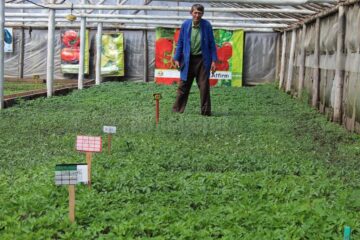 Sera de răsaduri a lui Mătrășoaia, locul de unde își încep viața mii de plante uimitoare
