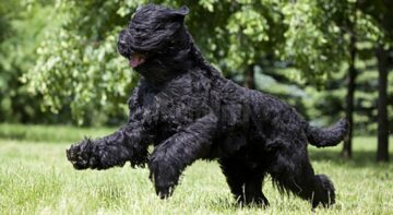 Două expoziții chinologice internaționale Bucovina Dog Show vor avea loc în parcarea centrului comercial Shopping City Suceava