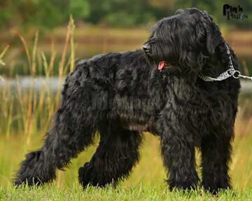 Două expoziții chinologice internaționale Bucovina Dog Show vor avea loc în parcarea centrului comercial Shopping City Suceava