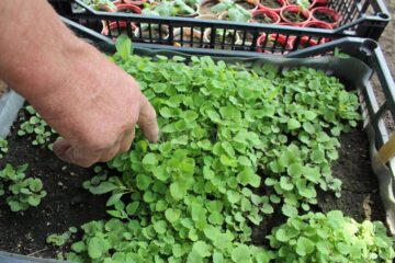 Un Gulliver sucevean in lumea liliputana a răsadurilor de plante