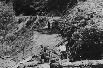 „Muncitorii forestieri”