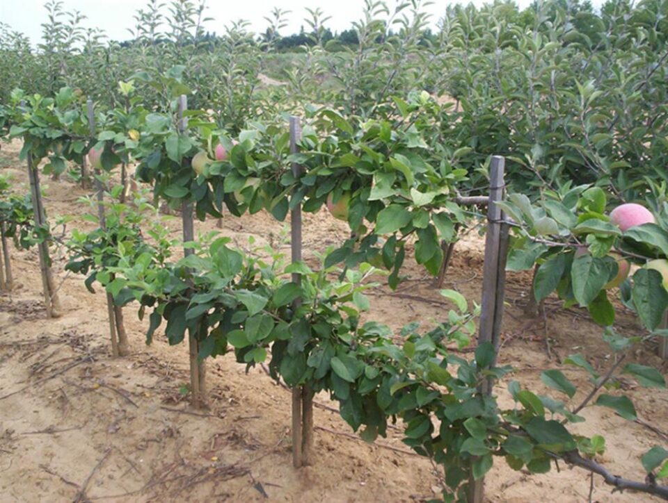 „Stațiunea de cercetări pomicole” „Stațiunea de cercetări pomicole”