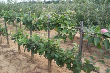 „Stațiunea de cercetări pomicole”