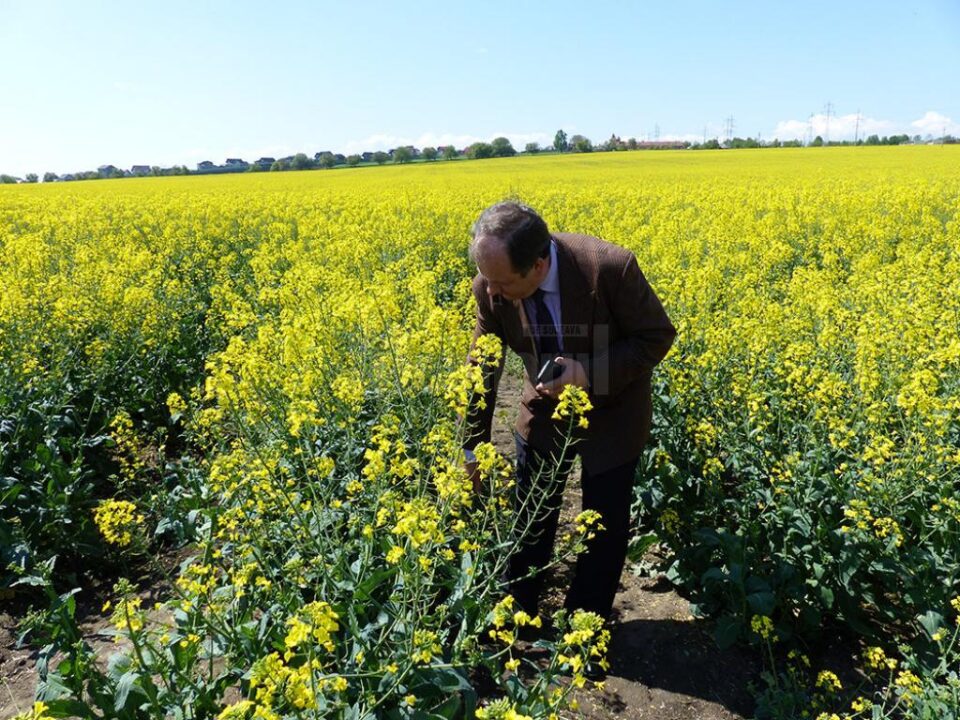 91 de hectare cu rapiță, cultivate de Stațiunea de Cercetare și Dezvoltare Agricolă Suceava pe terenul pe care îl are între Suceava și Lisaura 91 de hectare cu rapiță, cultivate de Stațiunea de Cercetare și Dezvoltare Agricolă Suceava pe terenul pe care îl are între Suceava și Lisaura