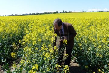 91 de hectare cu rapiță, cultivate de Stațiunea de Cercetare și Dezvoltare Agricolă Suceava pe terenul pe care îl are între Suceava și Lisaura