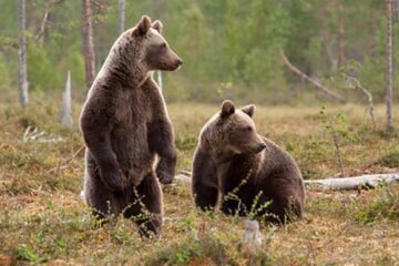 „Urși în Bucovina”