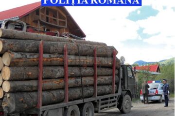 Amenzi de peste 100.000 de lei aplicate în cadrul unei acțiuni de prevenire și combatere a delictelor silvice