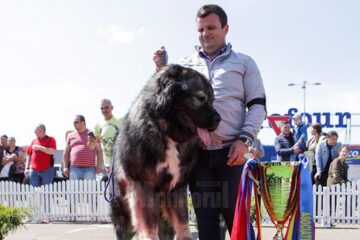 Un Ciobănesc Caucazian, desemnat marele câștigător al „Bucovina Dog Show 2016”
