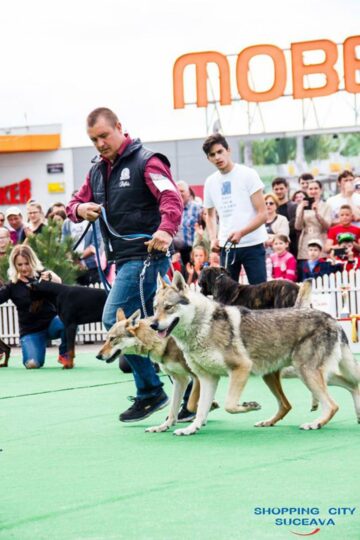 Sute de câini de rasă, admirați de 30.000 de spectatori, la cea de-a VIII-a ediție a "Bucovina Dog Show"