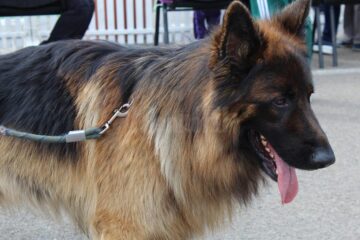 Sute de câini de rasă, admirați de 30.000 de spectatori, la cea de-a VIII-a ediție a "Bucovina Dog Show"