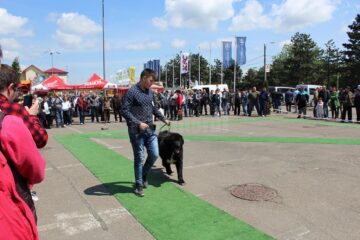 Sute de câini de rasă, admirați de 30.000 de spectatori, la cea de-a VIII-a ediție a "Bucovina Dog Show"