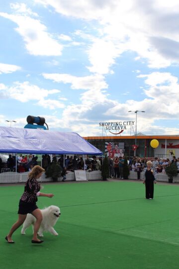 Sute de câini de rasă, admirați de 30.000 de spectatori, la cea de-a VIII-a ediție a "Bucovina Dog Show"
