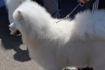 Sute de câini de rasă, admirați de 30.000 de spectatori, la cea de-a VIII-a ediție a "Bucovina Dog Show"