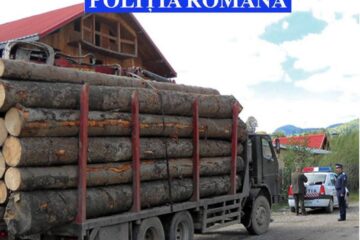 Lemnul fără acte de proveniență și transport a fost confiscat