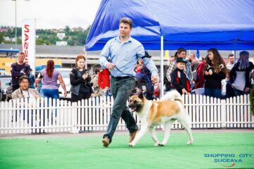 Sute de câini de rasă, admirați de 30.000 de spectatori, la cea de-a VIII-a ediție a "Bucovina Dog Show"