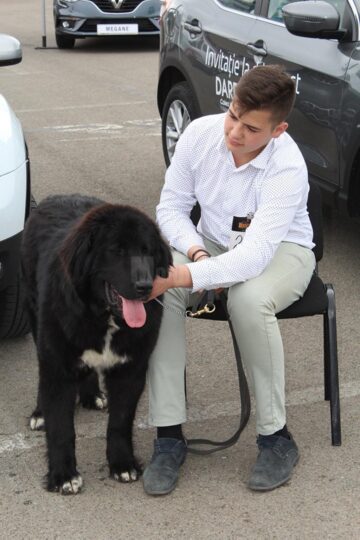 Sute de câini de rasă, admirați de 30.000 de spectatori, la cea de-a VIII-a ediție a "Bucovina Dog Show"