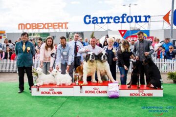 Sute de câini de rasă, admirați de 30.000 de spectatori, la cea de-a VIII-a ediție a "Bucovina Dog Show"