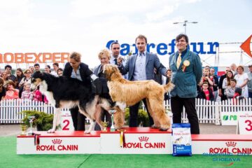 Sute de câini de rasă, admirați de 30.000 de spectatori, la cea de-a VIII-a ediție a "Bucovina Dog Show"