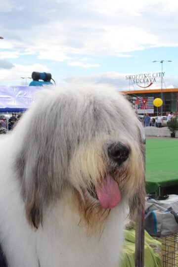 Sute de câini de rasă, admirați de 30.000 de spectatori, la cea de-a VIII-a ediție a "Bucovina Dog Show"