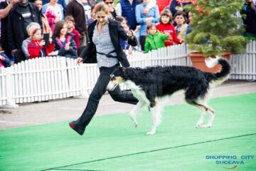 Sute de câini de rasă, admirați de 30.000 de spectatori, la cea de-a VIII-a ediție a "Bucovina Dog Show"