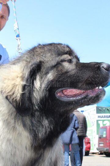 Sute de câini de rasă, admirați de 30.000 de spectatori, la cea de-a VIII-a ediție a "Bucovina Dog Show"