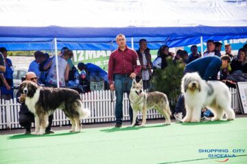 Sute de câini de rasă, admirați de 30.000 de spectatori, la cea de-a VIII-a ediție a "Bucovina Dog Show"