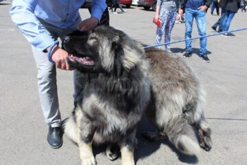 Sute de câini de rasă, admirați de 30.000 de spectatori, la cea de-a VIII-a ediție a "Bucovina Dog Show"