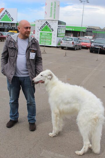 Sute de câini de rasă, admirați de 30.000 de spectatori, la cea de-a VIII-a ediție a "Bucovina Dog Show"