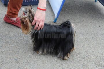 Sute de câini de rasă, admirați de 30.000 de spectatori, la cea de-a VIII-a ediție a "Bucovina Dog Show"