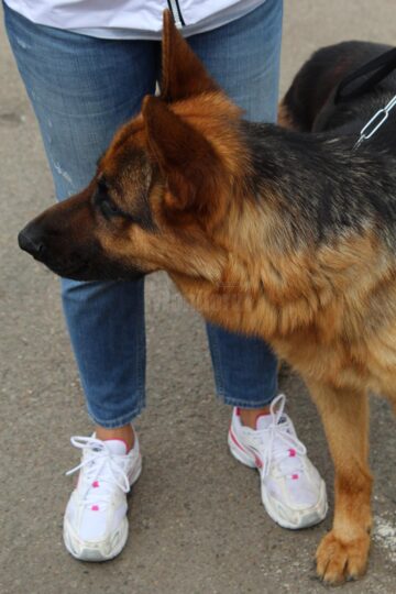 Sute de câini de rasă, admirați de 30.000 de spectatori, la cea de-a VIII-a ediție a "Bucovina Dog Show"
