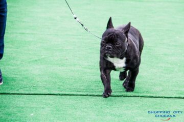 Sute de câini de rasă, admirați de 30.000 de spectatori, la cea de-a VIII-a ediție a "Bucovina Dog Show"