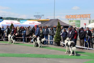 Frumoase exemplare din 65 de rase de câini au fost prezente la „Bucovina Dog Show 2016”